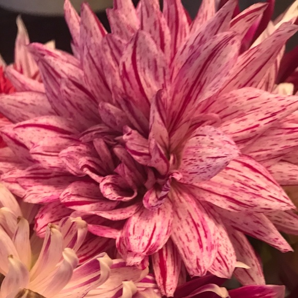 Meet your Posher, Jamie - Picture 1 of 1